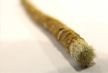 An early bristle toothbrush that resembles a modern day paint brush.