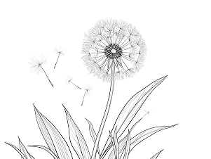 Line illustration of a dandelion plant.