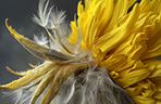 Thumbnail image of dandelion flower.